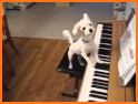 Cute Poppy Dog Keyboard related image