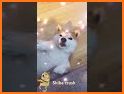Shiba Crush related image