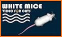 White Mouse App related image