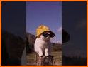 Cat Language: DIY Wallpaper related image