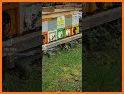 BeeShort related image