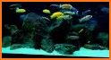 Aquarium Camera related image