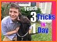 My Dog Training App - 30 Days Puppy Trainer related image