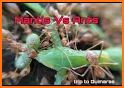 Ants and Mantis related image