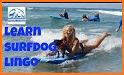 Dog Lingo - talk to your dog related image