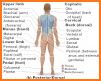 Anatomy & Physiology related image