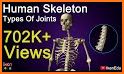 Human Skeleton Reference Guide related image
