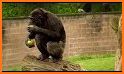 Chimp Memory Test related image