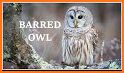 Barred Owl related image