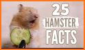 Cute Hamster Pet for Kids related image