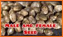 Male or Female cannabis? related image