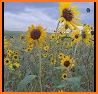 New Mexico Wildflowers related image