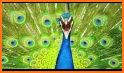 Peacock sounds related image