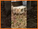 Cute Pup Fox Escape - A2Z related image
