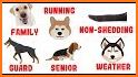 Dog breeds - ultimate guide related image