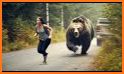 Bear Chasing related image