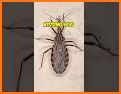Flying Bugs related image