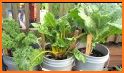 Container Gardening related image
