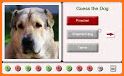 Puzzles and Guess the Breed of Dogs related image