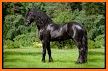 Horse Scanner – Horse Breed Identification related image