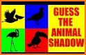 Bird Guide + Quiz Game PRO related image