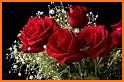 Flowers and roses wallpapers related image