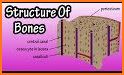 ANATOMY OF BONES, TISSUES AND JOINTS related image