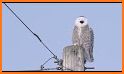 Snowy Owl Launcher Theme related image