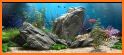 Fish On Screen 3D Wallpaper related image