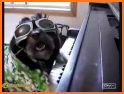 Cute Dog Keyboard related image