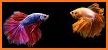 Betta Fish - Virtual Aquarium related image