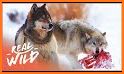 Yellowstone Wolves 2021 related image