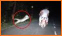 Tiger Catch related image