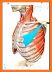 Atlas of Human Anatomy 2020 related image