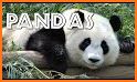 Panda Third Grade Games related image