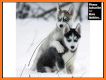Cool Siberian Husky Cute Dogs Malamut Wallpapers related image