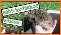 Save The Hedgehog related image