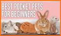 MCPE Pocket Pets related image