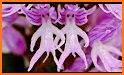 Beautiful Orchids Keyboard Background related image