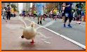 Duck Run Run related image