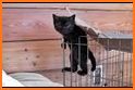 Graceful Gray Kitten Escape - A2Z Escape Game related image