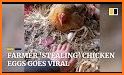 Hilarious Chicken Farm related image