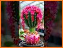 Plants Christmas related image