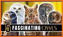 North Line OWL related image