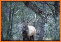 Elk Hunting Calls related image