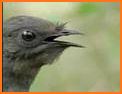 Lyrebird: Learn ENGLISH related image