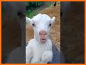 Rich Cow related image