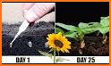 Grow Sunflowers related image
