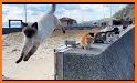 Cats island related image
