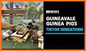 Guinea Pig Town related image
